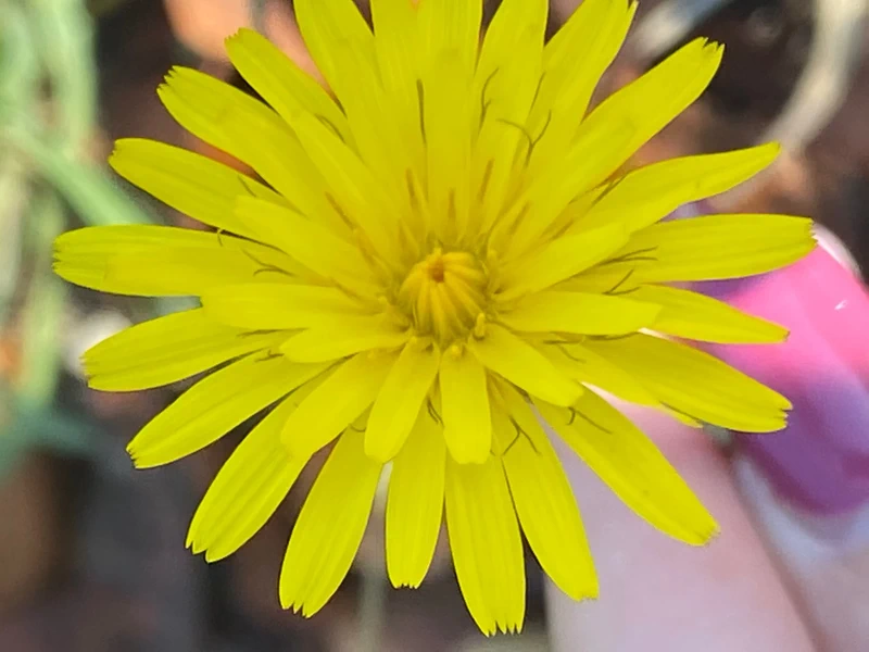 Foto de perfil de Gabriela